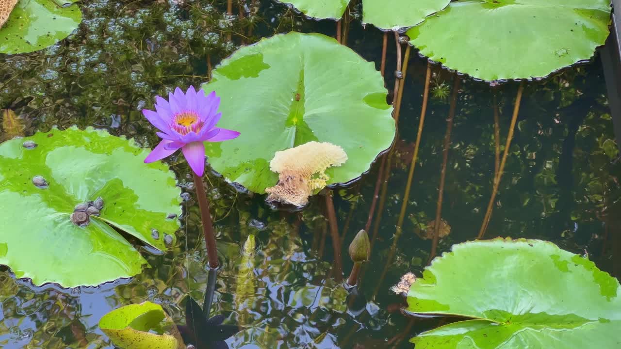 a purple water lilly lotus flower blooming in the pond, water lilies are aquatic plants. They are known for their floating leaves and beautiful flowers that thrive in ponds, lakes