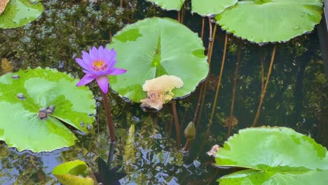 a purple water lilly lotus flower blooming in the pond, water lilies are aquatic plants. they are known for their floating leaves and beautiful flowers that thrive in ponds, lakes