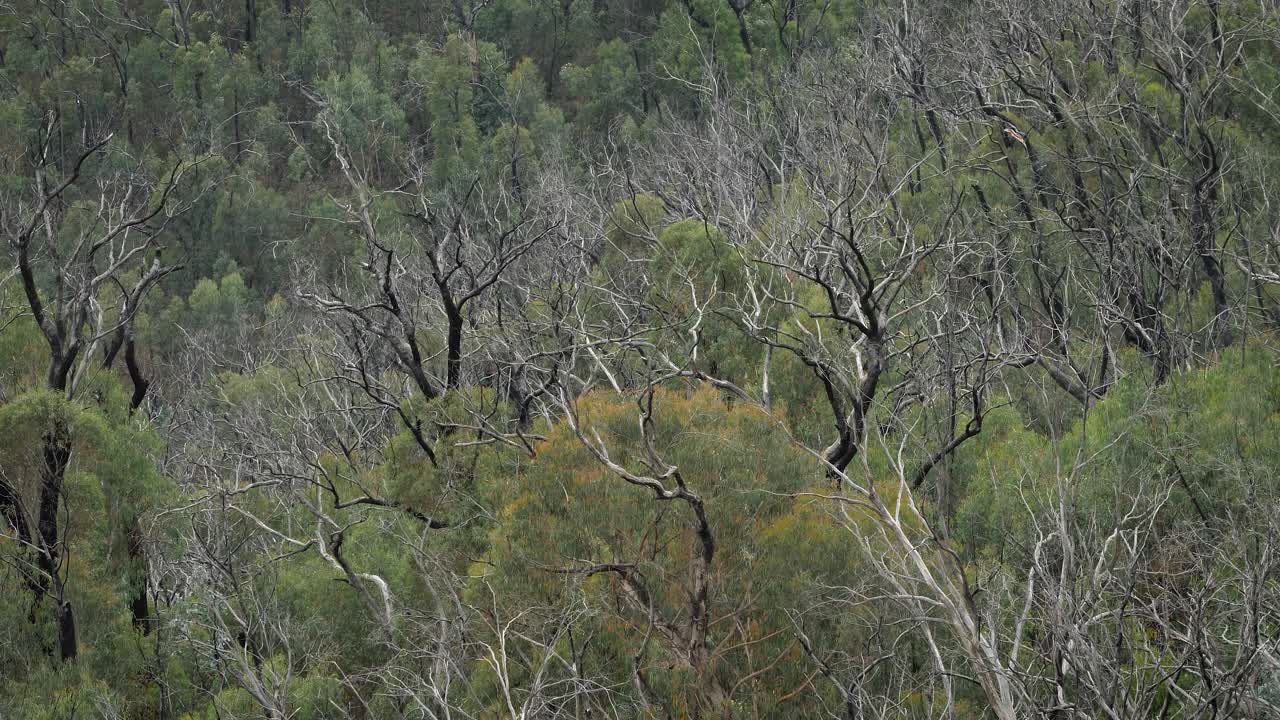 View of forest from Black Perry Lookout, Kosciuszko National Park, Talbingo, New South Wales, Australia