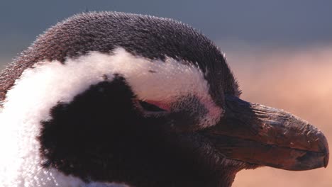 super closeup of a magellanic penguin head as it preens its feathers with amazing details