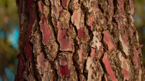 Beautiful-warm-dark-brown-tree-bark-with-sunlight-falling-across-it