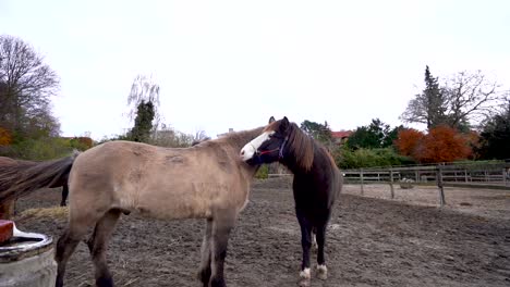 dos caballos cariñosos abrazándose unos a otros en un rancho caballo en cámara lenta