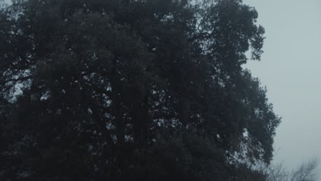 island reflection tilt reveal dense fog covered forestry island