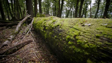 fallen log with green moss covering it in the middle of a quiet forest in new zealand