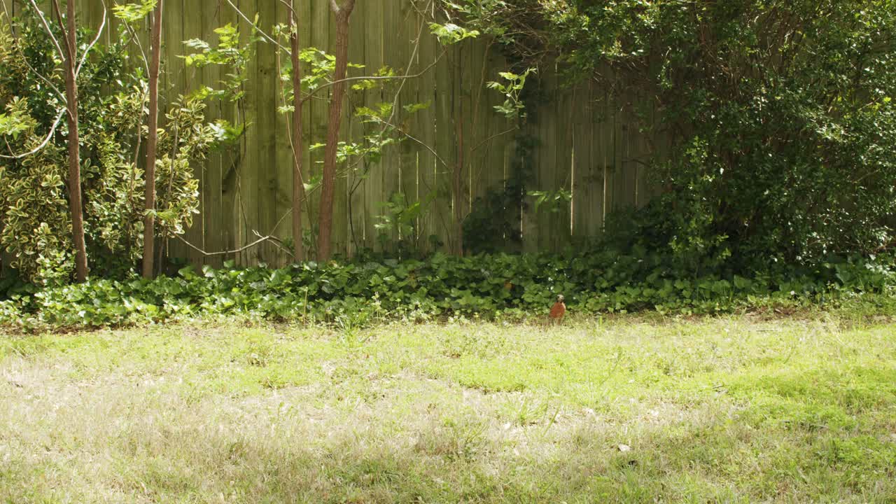 작은 새가 봄 뒷마당을 탐험하다