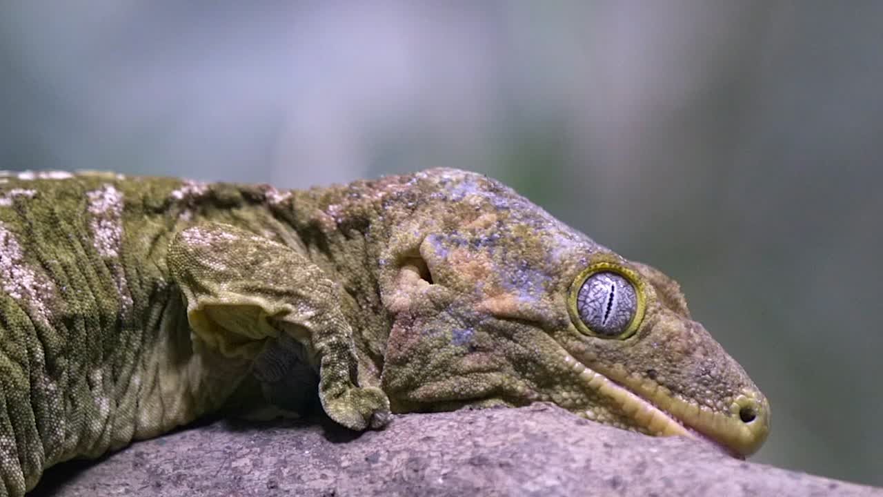 나무 가지에서 천천히 움직이는 거대한 원숭이 꼬리 스킹크 - 가까이, 측면 보기