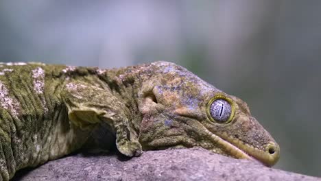 giant monkey tailed skink moving slowly on tree branch - close up, side view