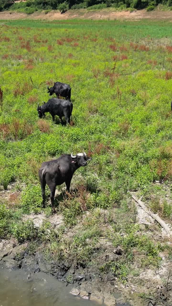 carretilla aérea por encima del agua búfalos bañándose y refrescándose en el río entre las llanuras de pastizales