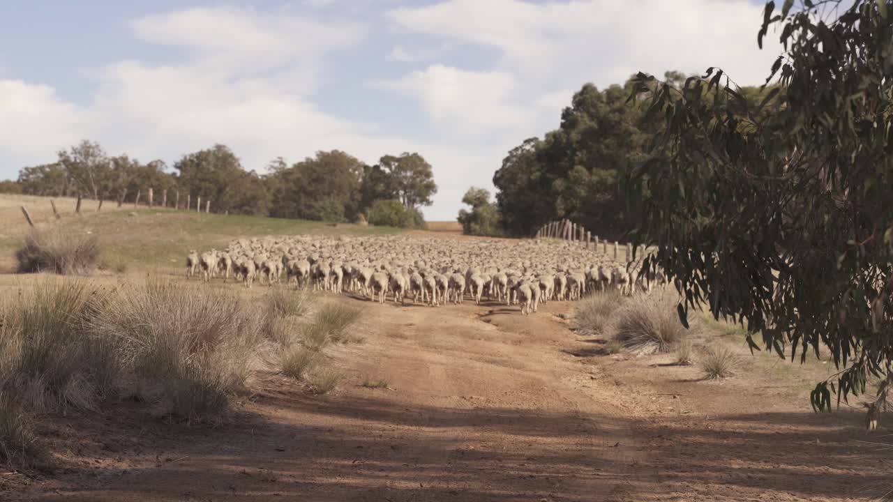Gregge di pecore 4K 60FPS che corre lungo la strada con un'auto che le spinge in avanti