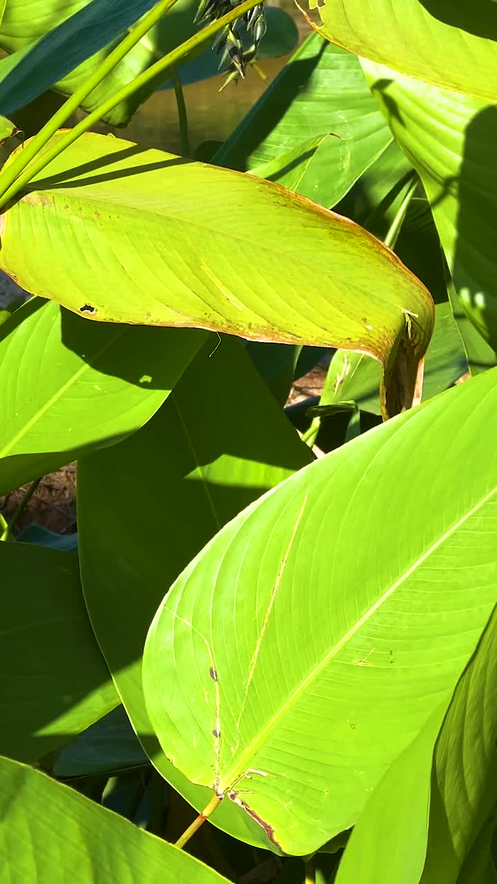 hojas verdes vibrantes en la luz natural del sol
