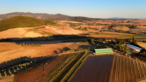 aerial view over tuscany hills with many vineyard rows, in the italian countryside, at sunrise