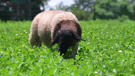 a black sheep eating grass