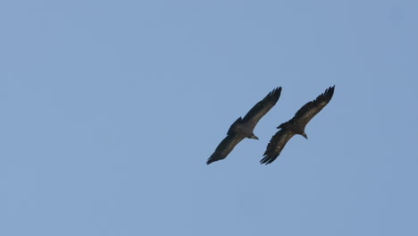 two griffon vultures gyps fulvus flying side by side over the gorges du tarn