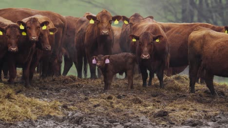 Un-Rebaño-De-Vacas-Marrones-Se-Encuentra-En-Medio-De-Un-Prado-Matutino