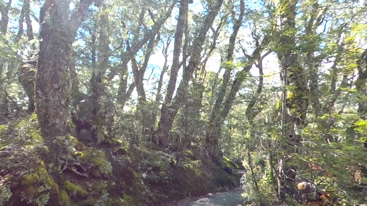 camino a través del bosque mágico