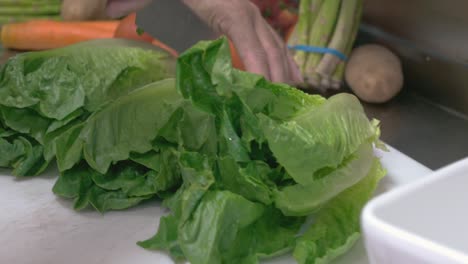 up close shot of chef hands with sharp knife cutting lettuce