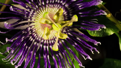 flor de la pasión floreciendo