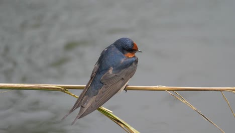 welcome swallow perched on a reed overhanging a stream - close up