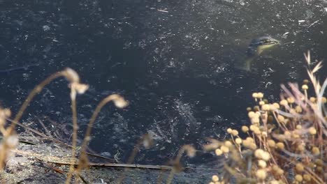 a green softshell snapping turtle surfaces on the edge of the pond