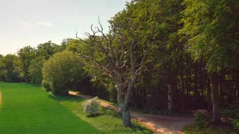 viejo roble junto a un camino de grava en un bosque por la tarde