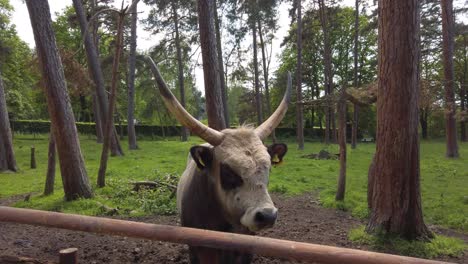 una vaca masiva con dos cuernos largos de pie frente a una valla dentro de un bosque
