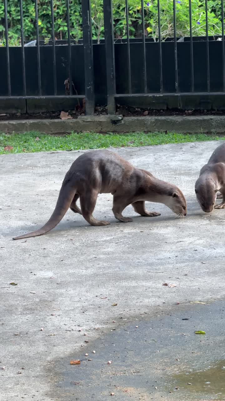 Vertical video - Two Otters roaming and sniffing the ground.