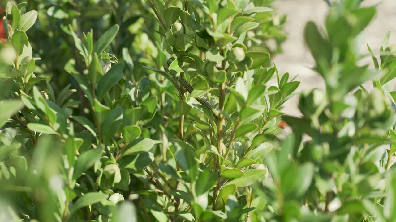 cydalima perspectalis, 상자 나무 나방, 상자 나무에 잎을 먹고