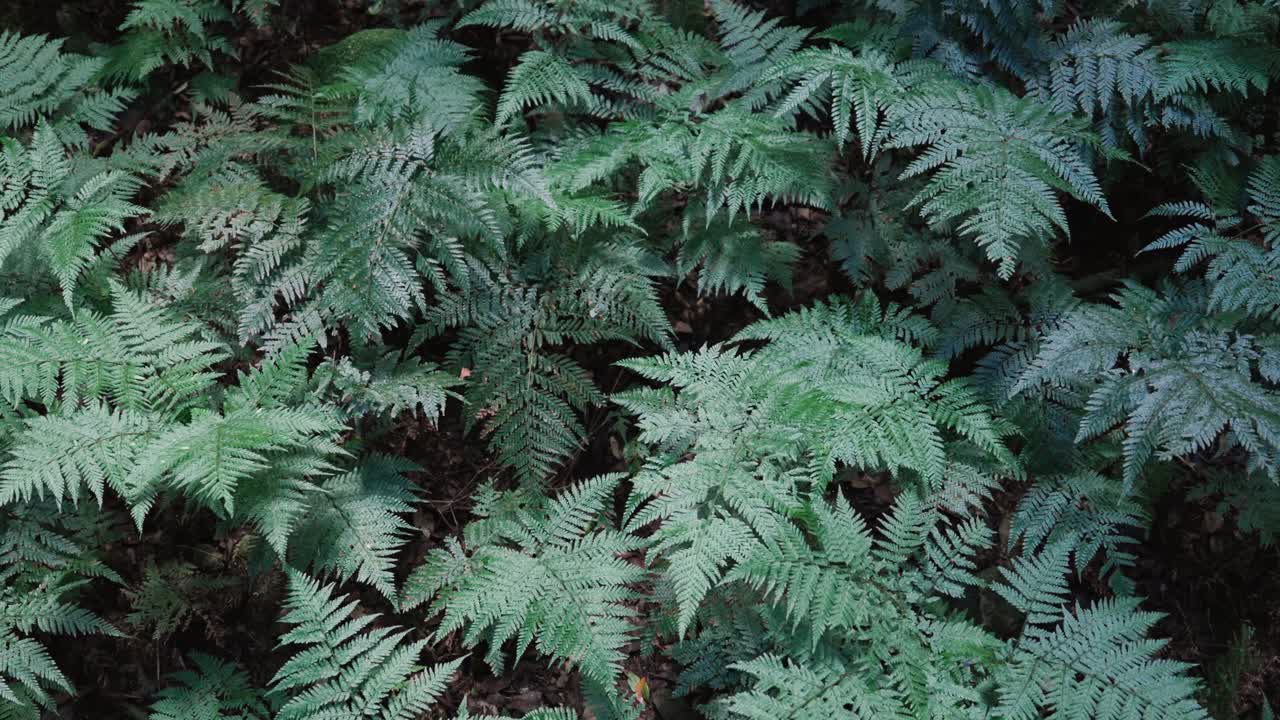 Endemic Fern Tree In The Wilderness Of Blue Mountains, New South Wales, Australia. Close-up Shot