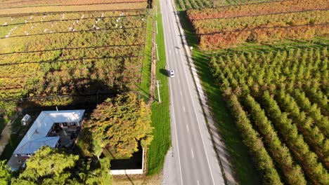 White-van-driving-between-fruit-orchards,-New-Zealand-countryside