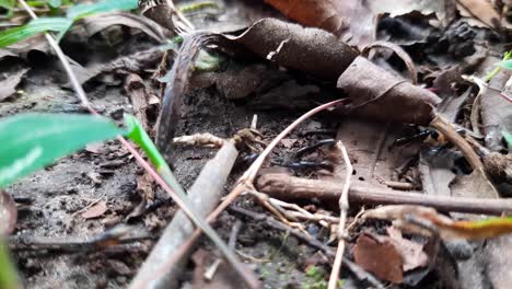 close up of black ants running across forest floor and carrying food