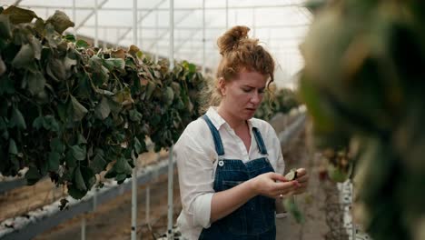 Una-Mujer-Agricultora-Triste-Con-Cabello-Rojo-Inspecciona-Fresas-Marchitas-En-Un-Invernadero-En-Una-Granja-Grande