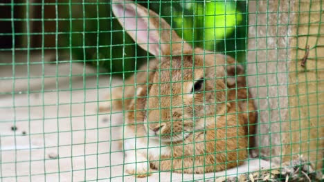 mahe seychlelles clientes dando conejo en jaula en jardín de flores &quot;kot-man ya&quot;
