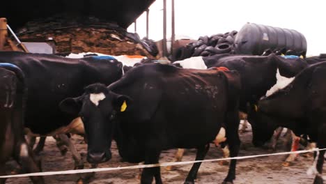 Herd-of-cattles-walking