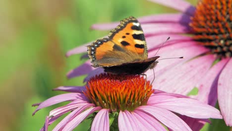 Una-Pequeña-Mariposa-De-Concha-Come-Polen-De-Una-Flor-De-Cono-Púrpura-Y-Se-Va-Volando