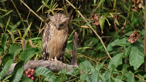 looking to the right then looks down while exposed to the morning sun, buffy fish owl ketupa ketupu, thailand