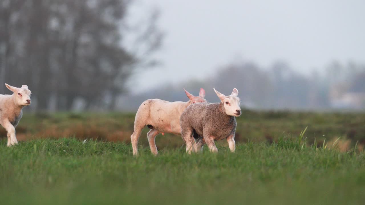 녹색 초원에서 달리는 귀여운 어린 양들의 추적 샷을 닫습니다.