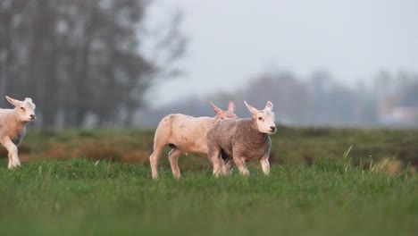 Nahaufnahme-Von-Süßen-Jungen-Lämmern,-Die-Auf-Der-Grünen-Wiese-Laufen