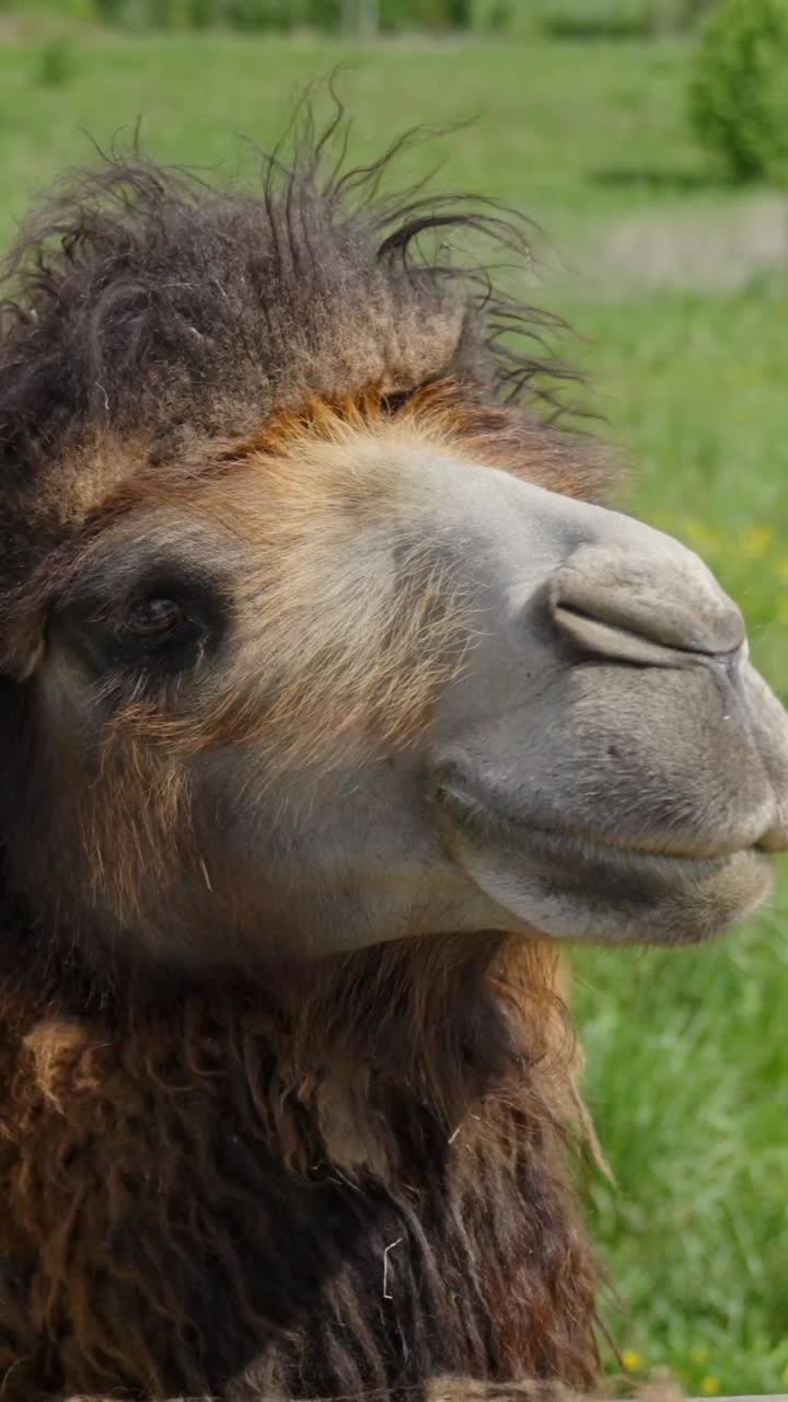 Fluffy camelus bactrianus in green field, close-up with playful and calm expression, vertical