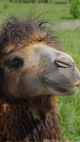 fluffy camelus bactrianus in green field, close-up with playful and calm expression, vertical