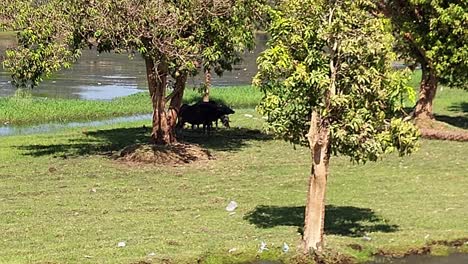 water buffaloes grazing among the trees on the banks of the nile