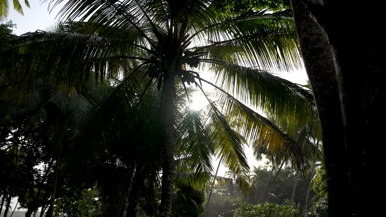 el sol brilla a través de las exuberantes hojas de palma de coco verde en un bosque tropical, creando una atmósfera tranquila y exótica