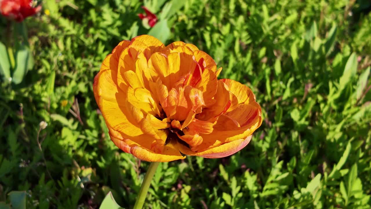 Matala kuvakulma oranssista kerrotusta tulppaanista, kameran liikkuessa hieman alaspäin kirkkaassa kevätauringonpaisteessa.