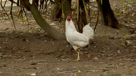 white rooster in a rural setting