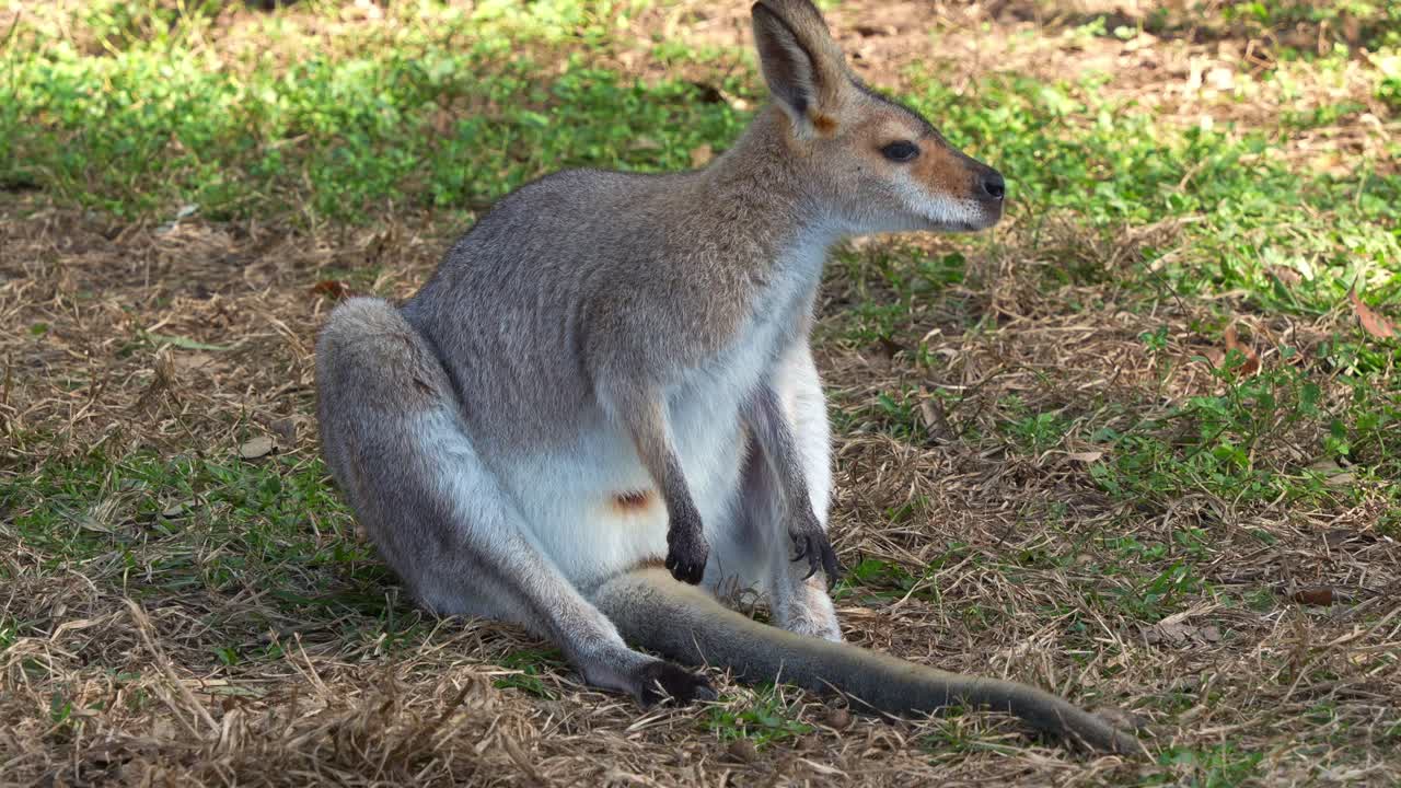 은 목 라비 (macropus rufo-griseus) 는 바닥에 앉아서 냉각하고, 주변에 경고를 받고, 주변을 돌아다니며, 오스트레일리아의 야생 주머니류 종의 근접 촬영.