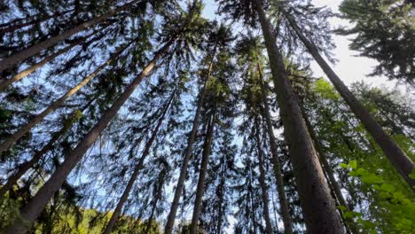 giant trees in a coniferous forest summer time slow motion giant trees in a coniferous forest summer time slow motion