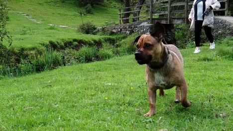 slow motion puppy and female with red dreadlocks walking across grassland with rustic wooden bridge in background