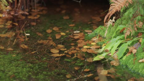 In-the-swampy-tundra,-autumn-leaves-gently-float-atop-the-surface-of-a-small-lake,-creating-a-serene-and-picturesque-scene-amidst-the-vast-wilderness