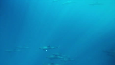 Eine-Schule-Von-Grindwalen,-Die-Unten-In-Der-Blauen-Tiefe-Schwimmen