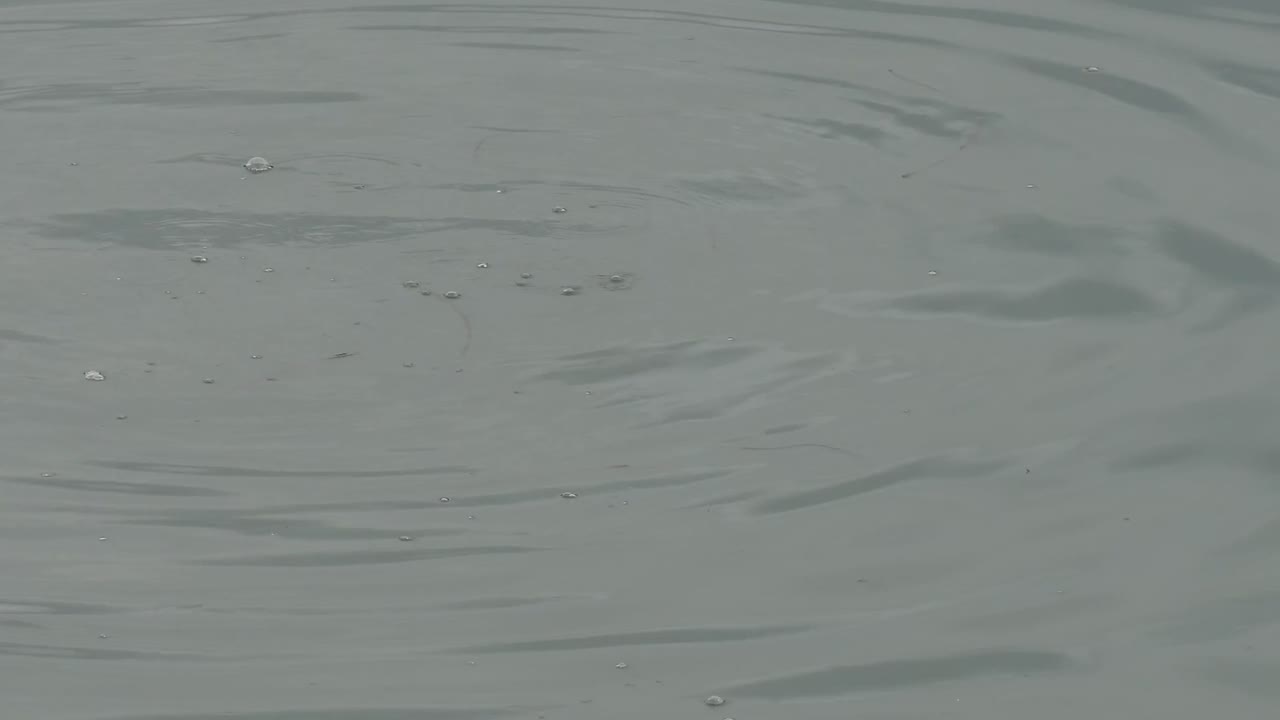 캘리포니아 몬테레이 베이의 귀 농병