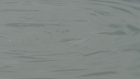 somormujo orejudo en la bahía de monterey, california